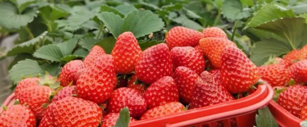 1619315525578731.png image.png